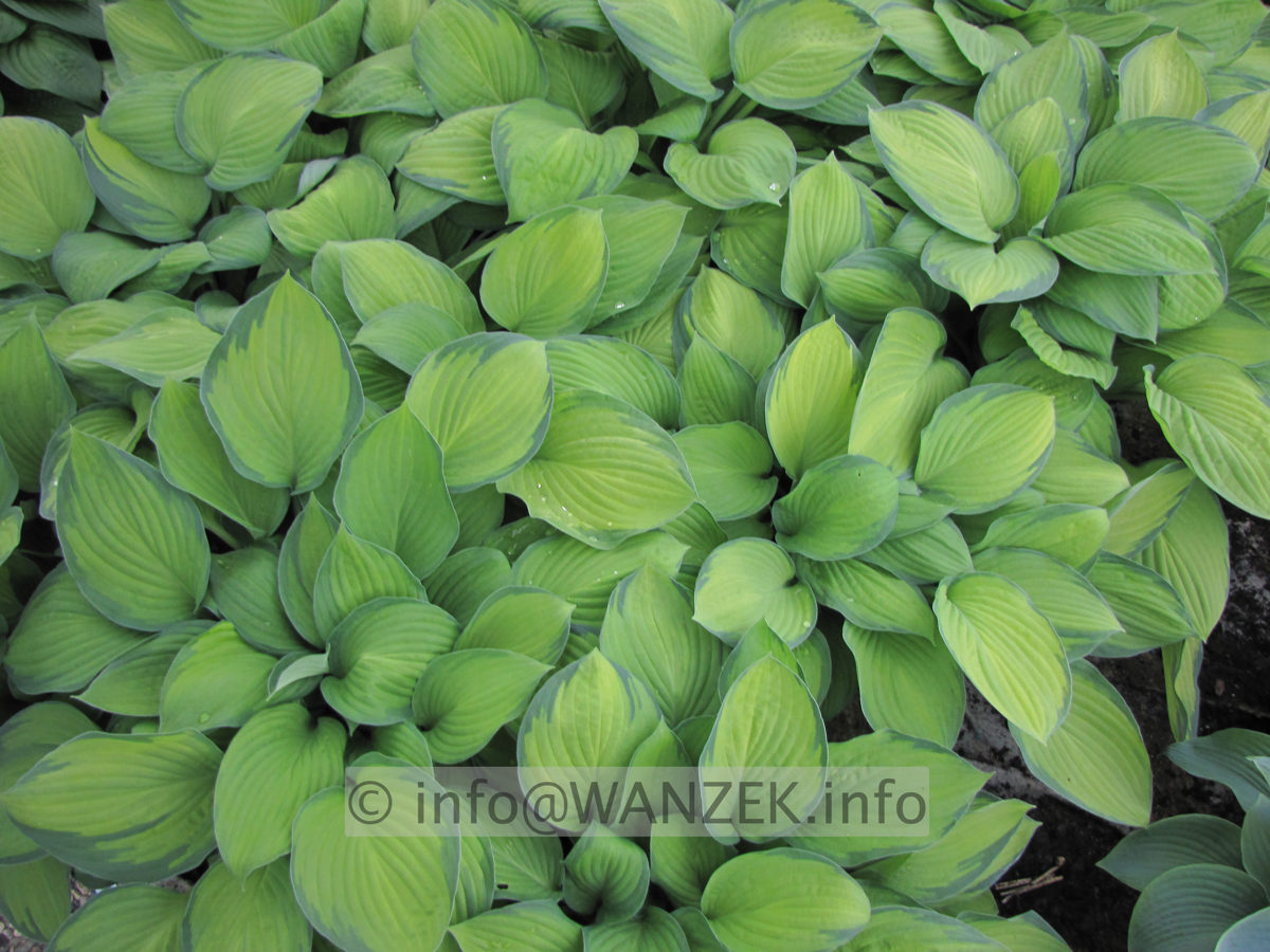 Hosta fortunei Gold Standard 05.JPG